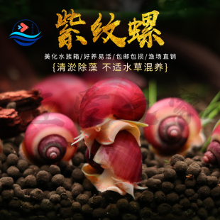 紫纹螺观赏螺冷水除藻清洁鱼缸吃鱼龟粪便淡水活体工具螺蜗牛宠物