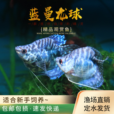 蓝曼龙球鱼黄曼龙小型热带观赏鱼