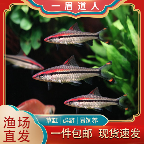 一眉道人小型草缸淡水好养宠物鱼