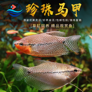 珍珠马甲鱼黄金马甲球热带淡水鱼缸观赏鱼活体宠物鱼公母中小型鱼
