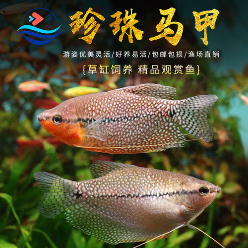 珍珠马甲鱼黄金马甲球