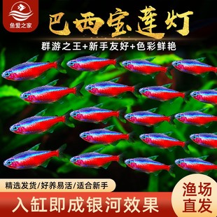 宝莲灯宠物小型缸科活体观赏鱼新手淡水鱼红绿草游水灯热带群游鱼