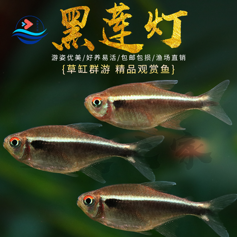 黑莲灯鱼红绿灯鱼宝莲灯鱼观赏鱼草缸群游活体小型热带好养灯科鱼