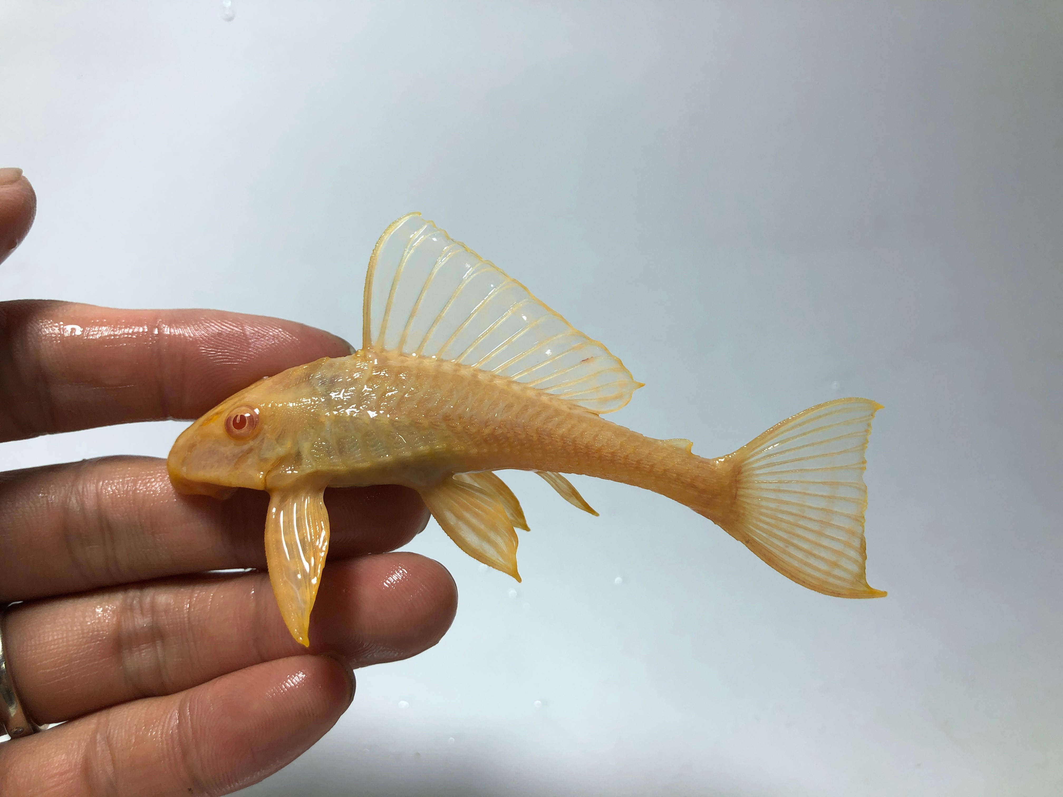 黑清道夫黄清道夫红眼女王大帆豹纹爬岩鳅底层吃垃圾吃粪便工具鱼,宠物/宠物食品及用品,鱼,淘宝优惠券,粉丝福利购,淘宝优惠卷