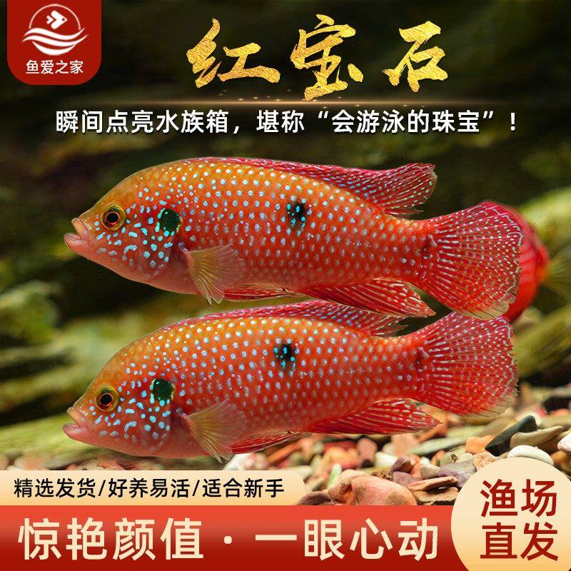 红宝石鱼热带观赏鱼血钻三湖慈鲷鱼活体淡水鱼宠物鱼包活好养包邮 - 实物图