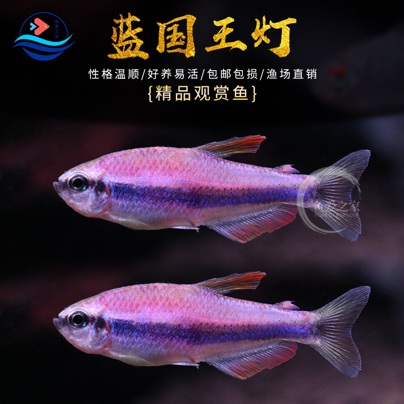 蓝国王灯皇后灯篮帝王灯热带鱼观赏鱼小型灯鱼活体草缸群游鱼包邮,宠物/宠物食品及用品,鱼,淘宝优惠券,粉丝福利购,淘宝优惠卷