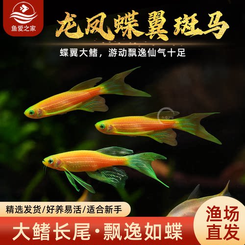鱼爱之家翡翠绿蝶翼斑马好养