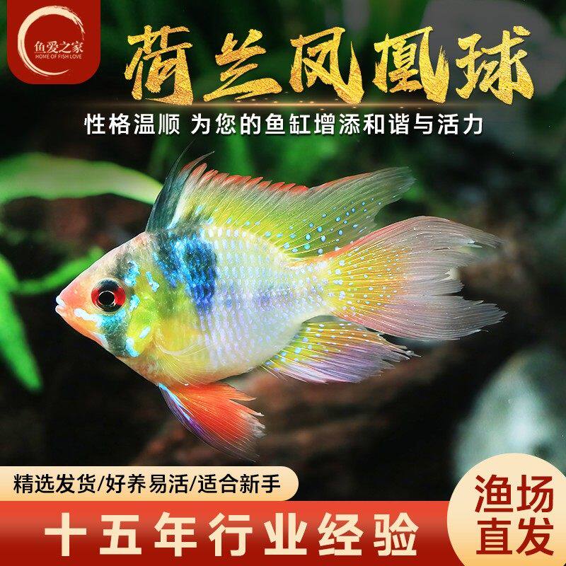 荷兰凤凰球蓝波子阿凡达短鲷金波子热带观赏鱼小型鱼活体宠物鱼