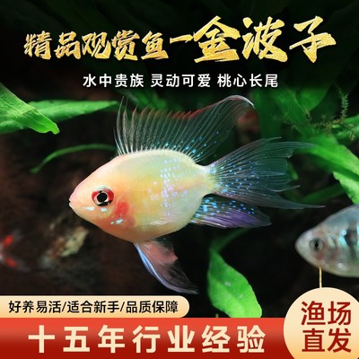 金波子鱼蓝波子阿凡达草缸小型鱼