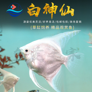 白神仙鱼苗观赏鱼七彩热带鱼大型秘鲁埃及活鱼淡水好养宠物燕子鱼