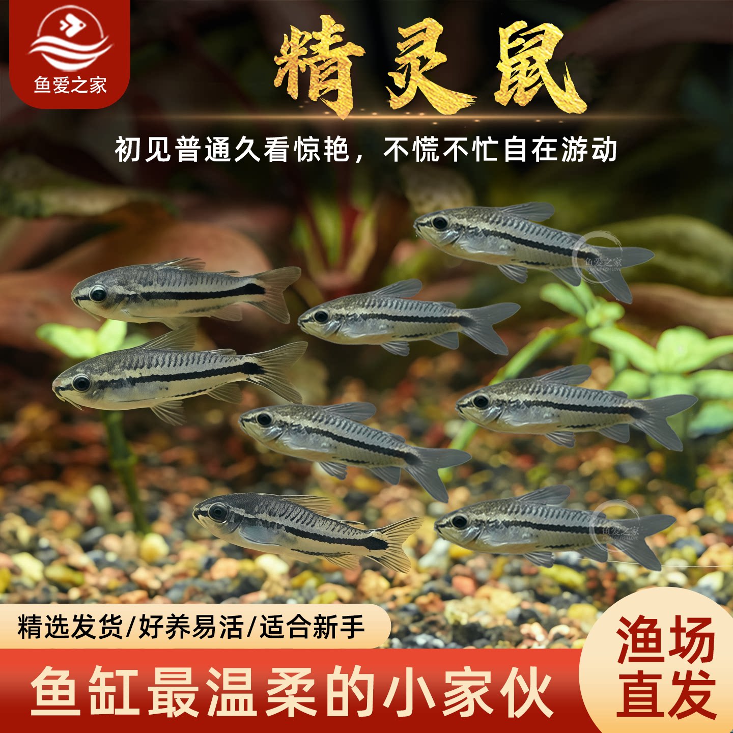 迷你老鼠鱼热带缸除藻群游图片