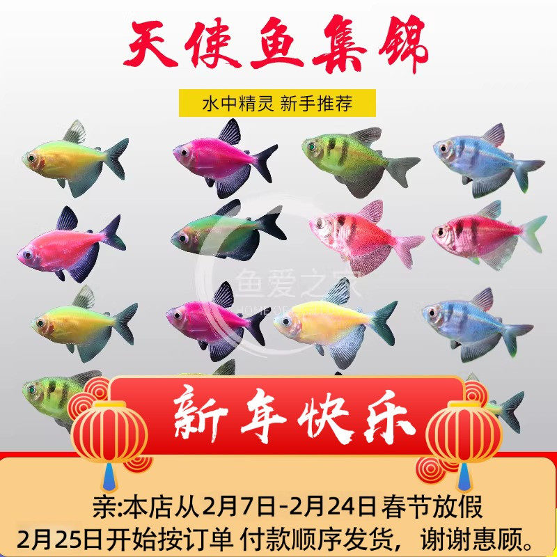 糖果天使七彩天使鱼大号彩鱼新手鱼缸耐活群游鱼中小型热带观赏鱼