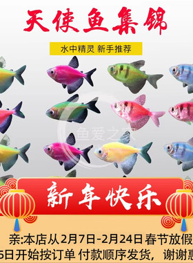 糖果天使七彩天使鱼大号彩鱼新手鱼缸耐活群游鱼中小型热带观赏鱼