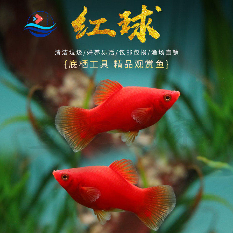 纯种红皮球红太阳球玛丽鱼小型热带观赏鱼鱼苗胎生鱼鱼缸活体小鱼