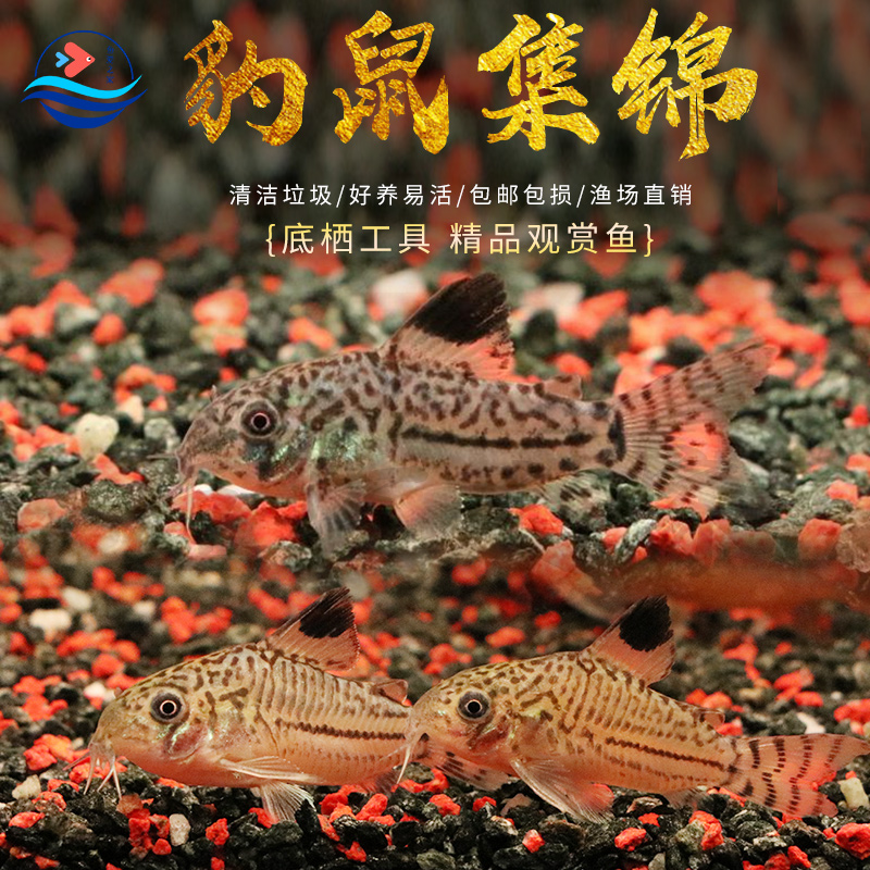三线豹鼠茉莉豹鼠底栖清洁工具鱼