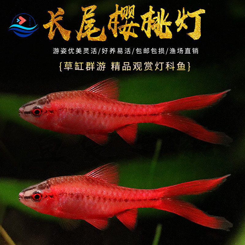 长尾红玫瑰樱桃灯鱼热带观赏鱼草缸精灵小型观赏灯鱼淡水宠物小鱼