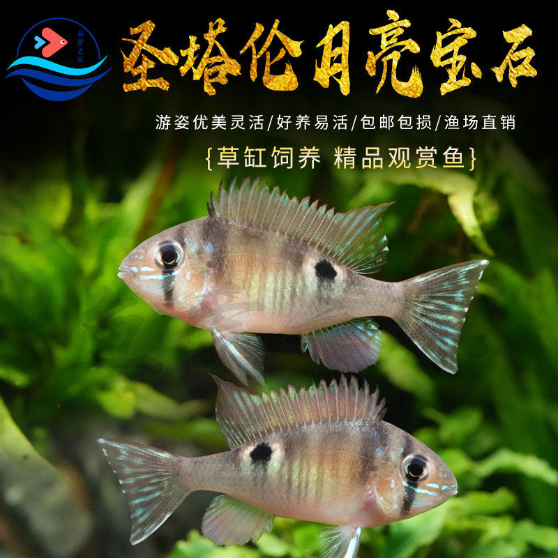 圣塔伦月亮宝石南美慈鲷温顺易养草缸热带鱼观赏鱼活体鱼缸小型鱼