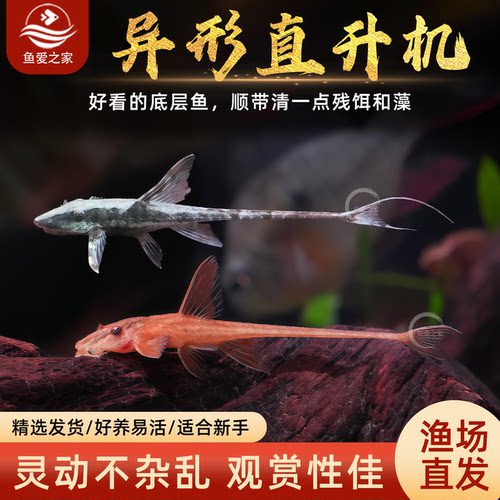 红蜻蜓直升机异型热带鱼观赏鱼