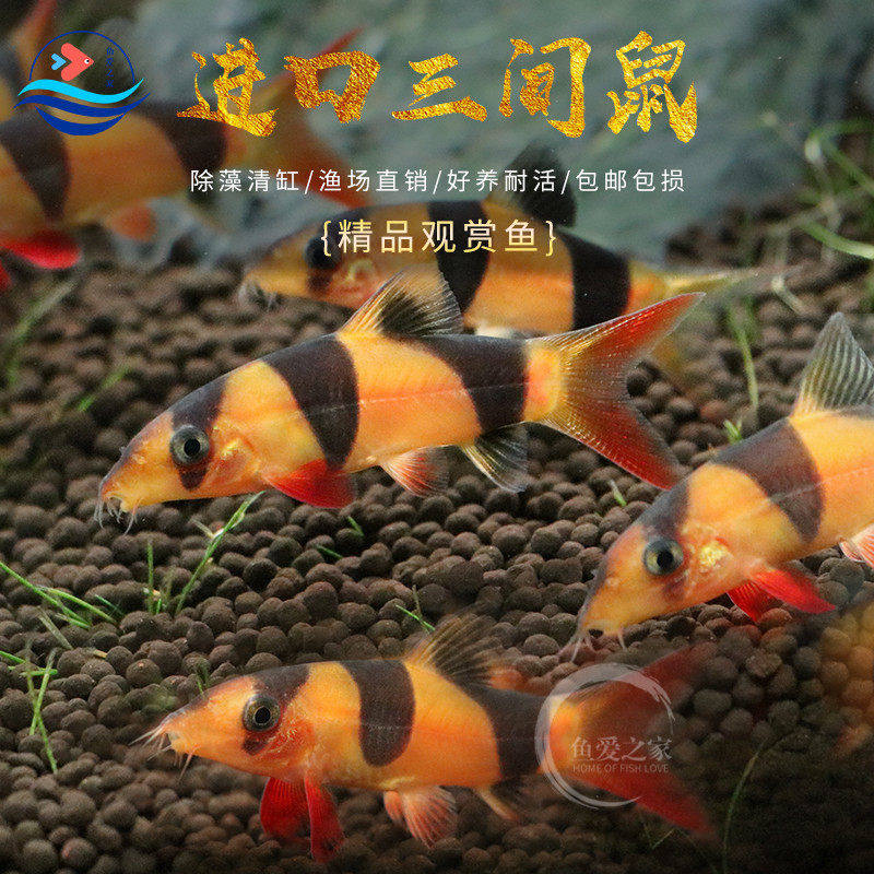 大型三间鼠鱼热带淡水活体底层清洁垃圾老鼠工具鱼进口三间鼠鱼苗