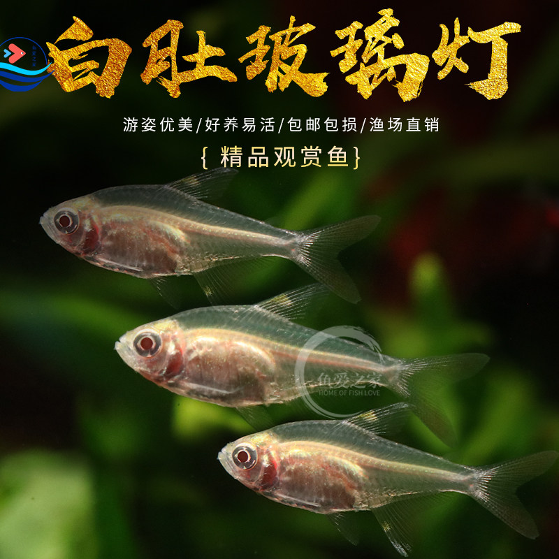 白玻璃灯鱼红肚皮热带观赏鱼活体鱼群游草缸鱼红肚玻璃灯鱼小型鱼