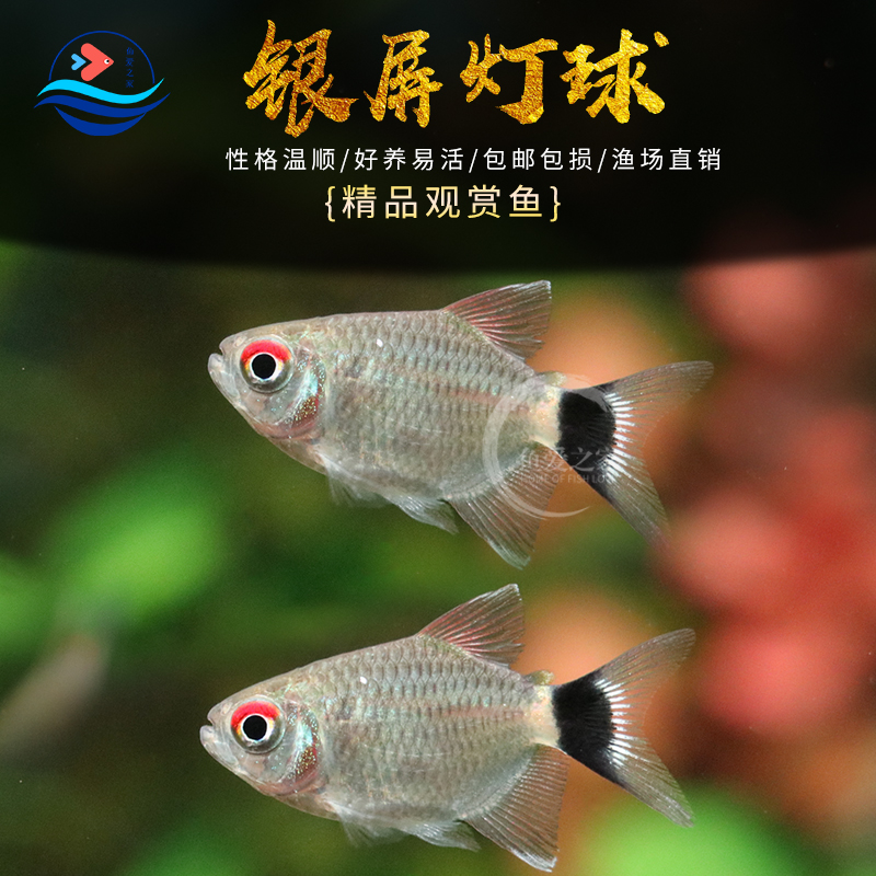 银屏灯球鱼好养易活新手可养