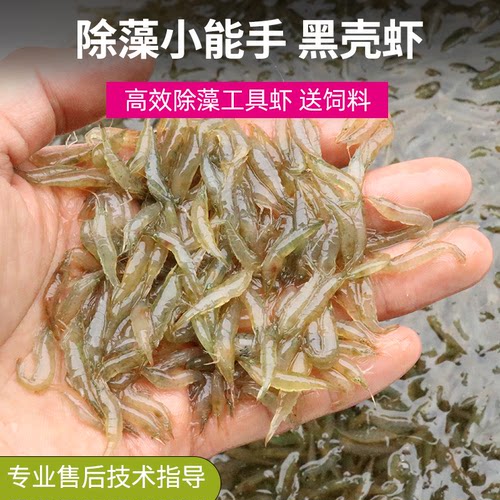 黑壳虾除藻丝藻清洁工具观赏虾