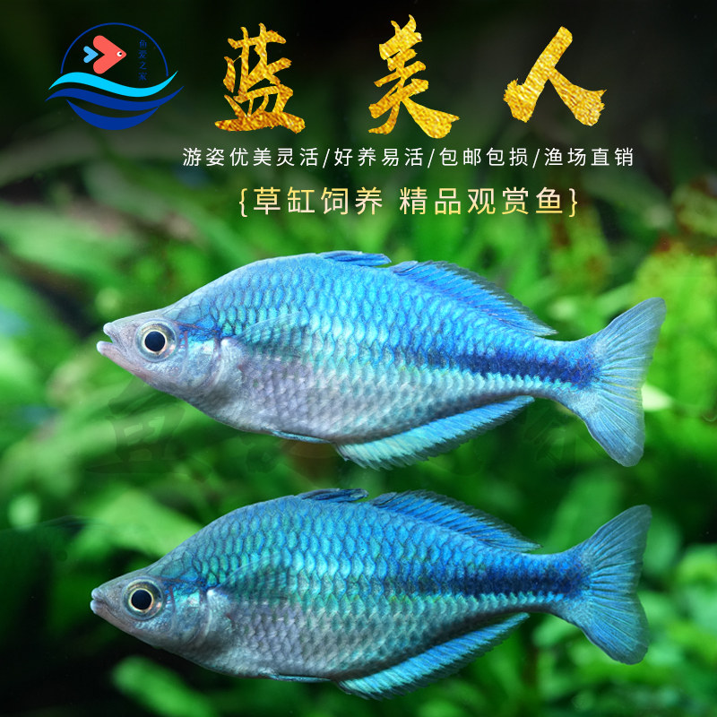 蓝美人鱼高端稀有热带观赏图片