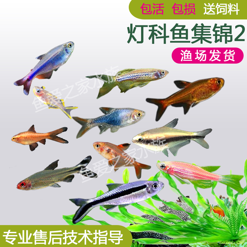 红绿灯科鱼小型热带鱼豹纹斑马鱼