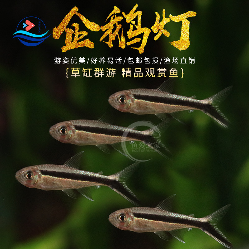 企鹅灯鱼拐杖灯鱼水草缸热带观赏群游鱼小型淡水鱼灯科鱼活体包邮,宠物/宠物食品及用品,鱼,淘宝优惠券,粉丝福利购,淘宝优惠卷