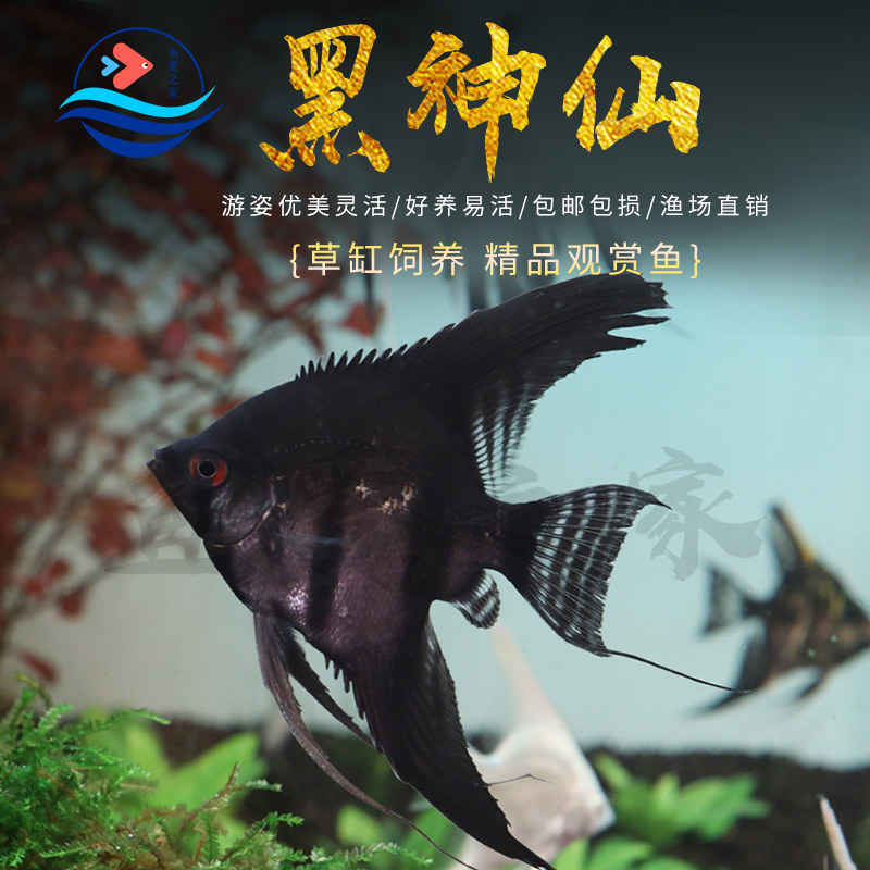 黑神仙墨仙燕鱼七彩神仙鱼热带鱼