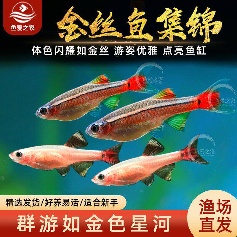 白云金丝鱼淡水小型原生鱼荷兰金丝冷水鱼不加温原生鱼缸观赏小鱼
