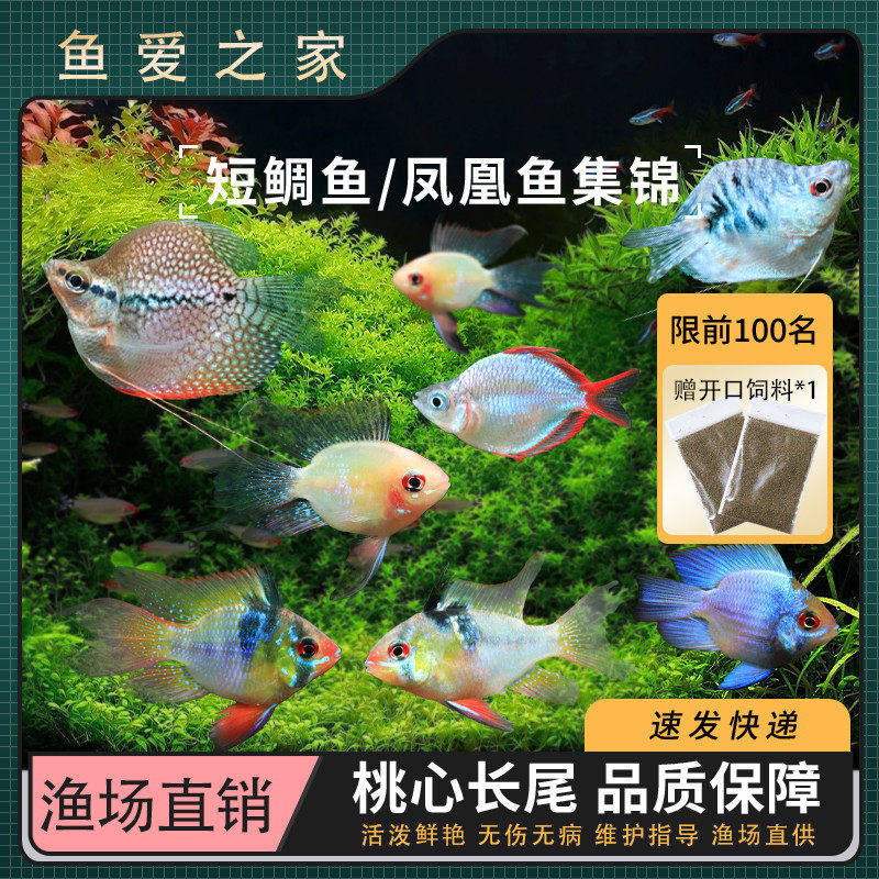 金波子宝蓝球短鲷荷兰凤凰球鱼阿凡达小型热带观赏鱼皮卡丘蓝波子
