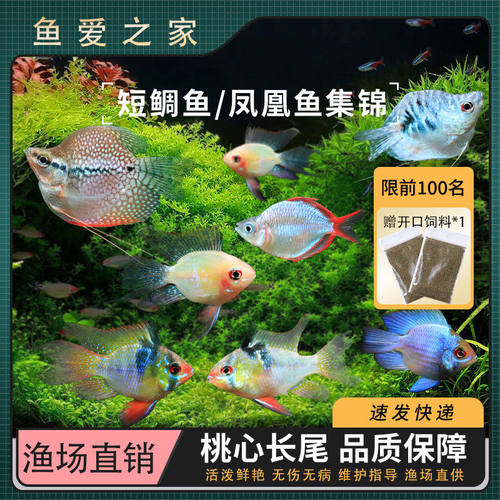 金波子鱼蓝波子阿凡达热带观赏鱼