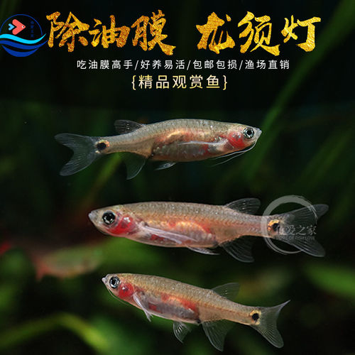 龙须灯鱼专业除水面油膜鱼工具鱼