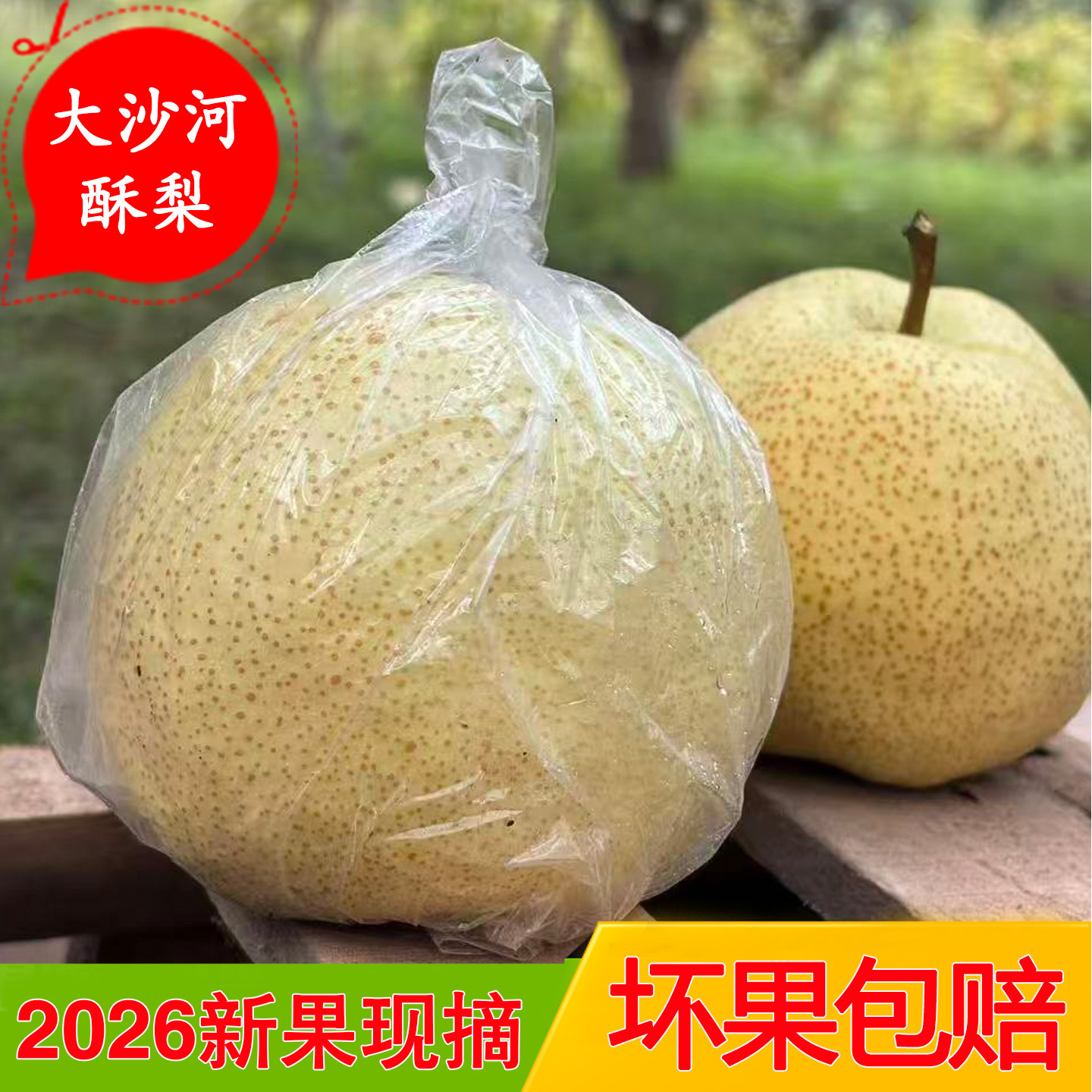 正宗大沙河酥梨脆甜多汁当季孕妇水果梨子新鲜现摘现发整箱批发