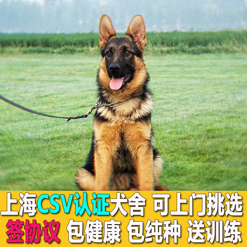 纯种德国牧羊犬幼犬家养护卫犬宠物狗警犬军犬黑背狼狗CSV双血统