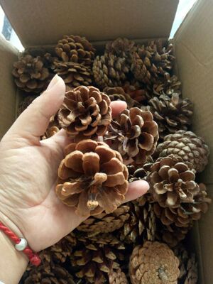 包邮30个1件幼儿环创布置松果