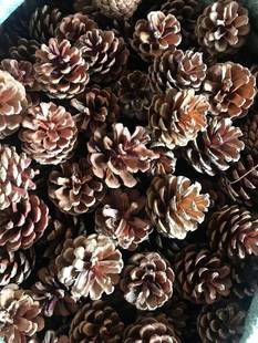 30个天然松果树枝幼儿园手工创意森系工艺材料云杉松塔 包邮