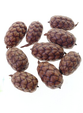 【酒椰果】棕榈科被有鳞片天然植物标本果子diy手工材料装龙鳞果