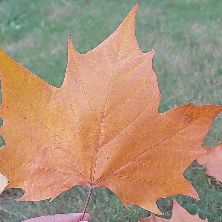 花色秋色黄色梧桐叶干树叶标本落叶干燥处理雕刻图案照片叶雕材料