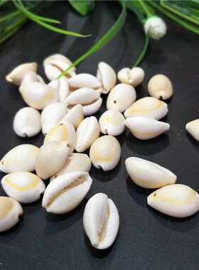 天然金边海螺贝壳 黄金边螺金边贝羽毛壁挂手工装饰DIY配饰材料