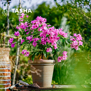 塔莎的花园三角梅重瓣盆栽带花红绿樱开花室内阳台植物180/2加仑