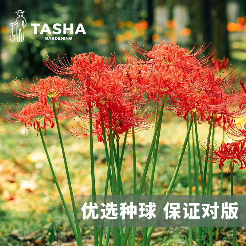 塔莎的花园红花石蒜种球彼岸花曼珠沙华花种子室内外庭院开花植物 - 实物图