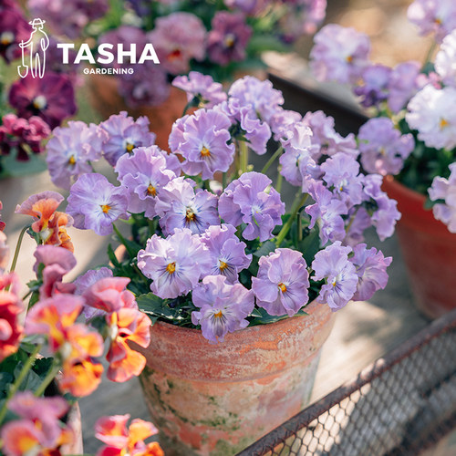 塔莎的花园皱边角堇盆栽植物花苗室内阳台庭院春冬季好养活小兔子