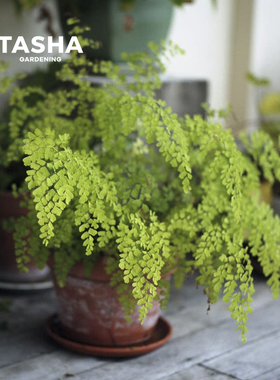 塔莎的花园 富贵蕨霸王蕨蕨类绿植小型耐阴观叶绿色植物盆栽