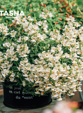 塔莎的花园龙面花蓝色多年生双距百可花耐寒花园庭院阳台草本植物