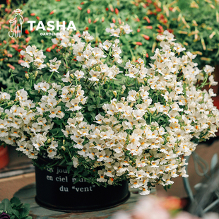 塔莎的花园龙面花蓝色多年生双距百可花耐寒花园庭院阳台草本植物