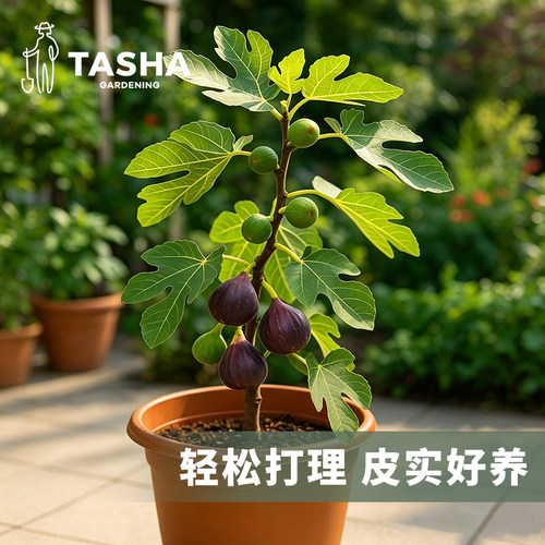 塔莎的花园无花果树苗特大果甜