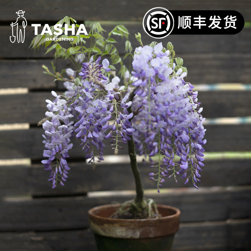 塔莎的花园 紫藤花苗树苗爬藤花卉庭院户外植物多年丰花藤本盆栽