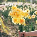 塔莎 花园洋水仙种球地栽进口球根园艺盆栽庭院花卉绿植秋冬开花